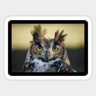 Great Horned Owl portrait Sticker